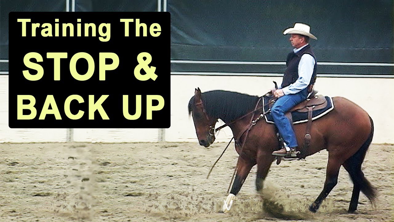 How to Train Your Horse to Stop & Back Up - Reining & Cutting Horse Stop