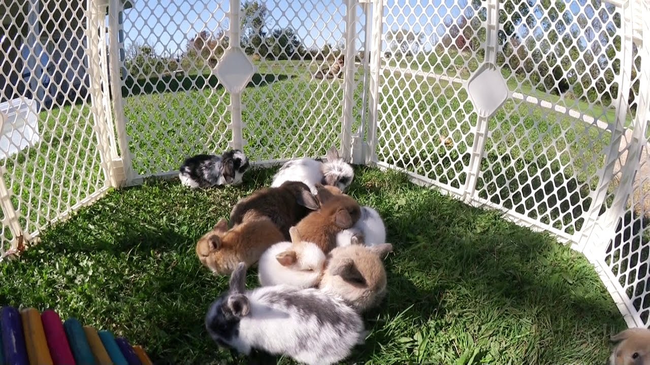 11 Baby Bunnies Playing Outside