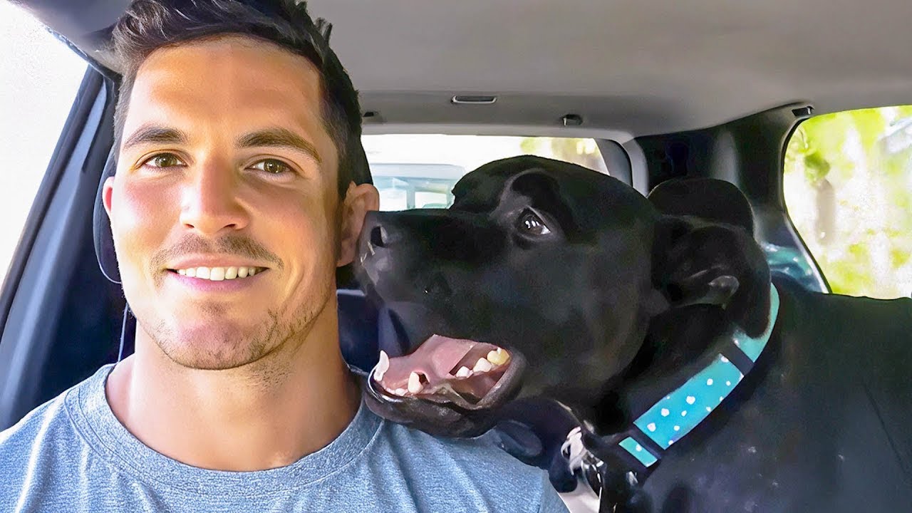 This Shelter Dog Wouldn’t Stop Talking… What He Said Changed My Life
