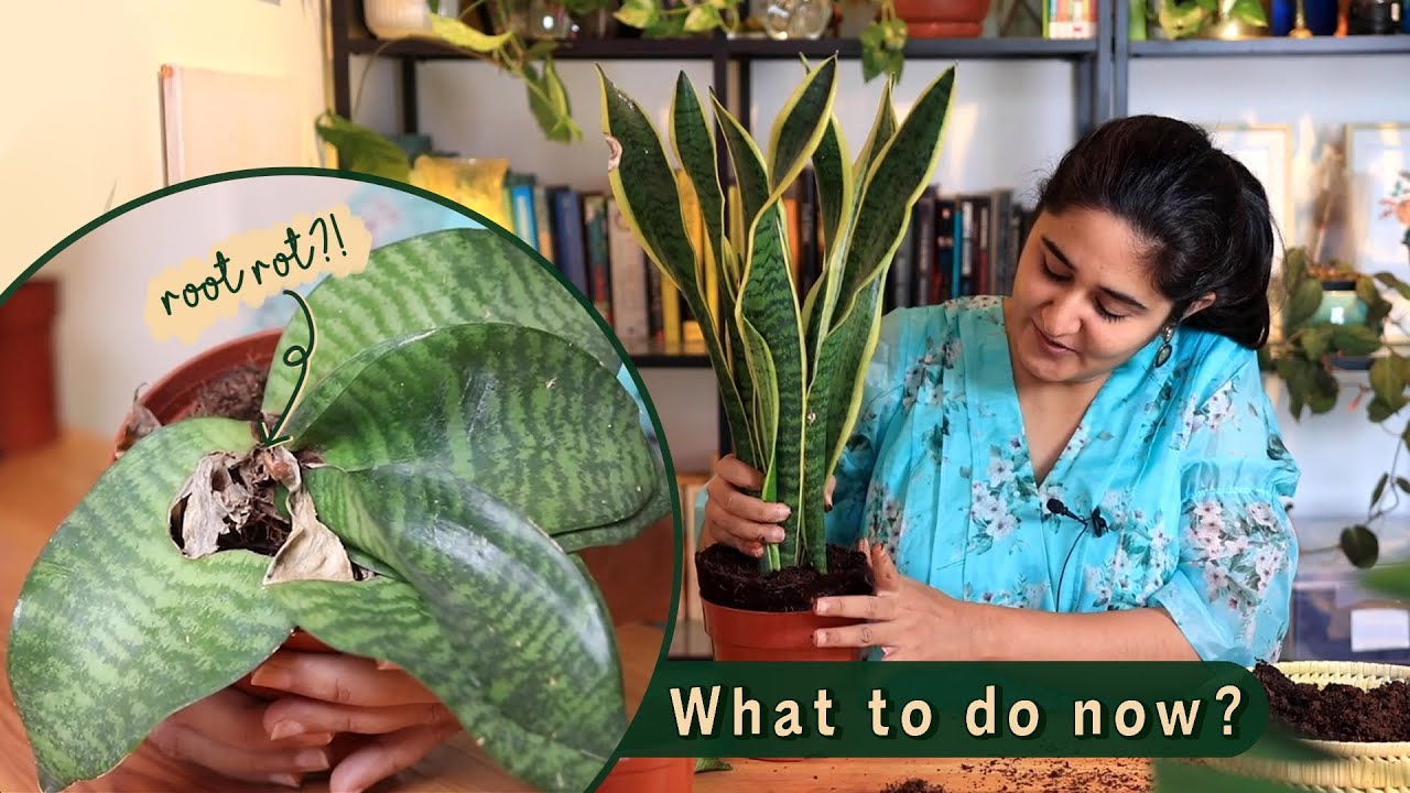 How to care, grow and propagate Snake plant like an expert