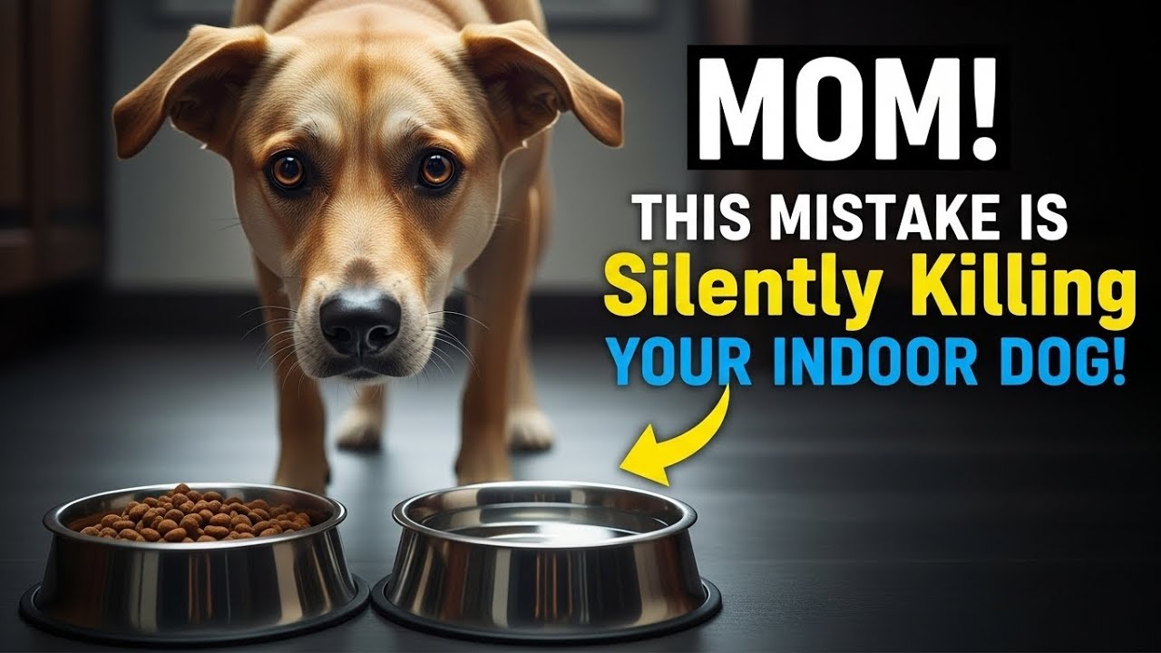 If You&rsquo;re an Indoor Dog Owner, THESE Mistakes Could Be Deadly (Vets Warn)