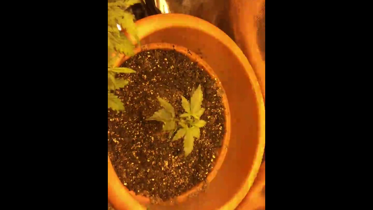 Secret jardin DR90, My first grow (mistakes everywhere)white widow/auto purple growing issues