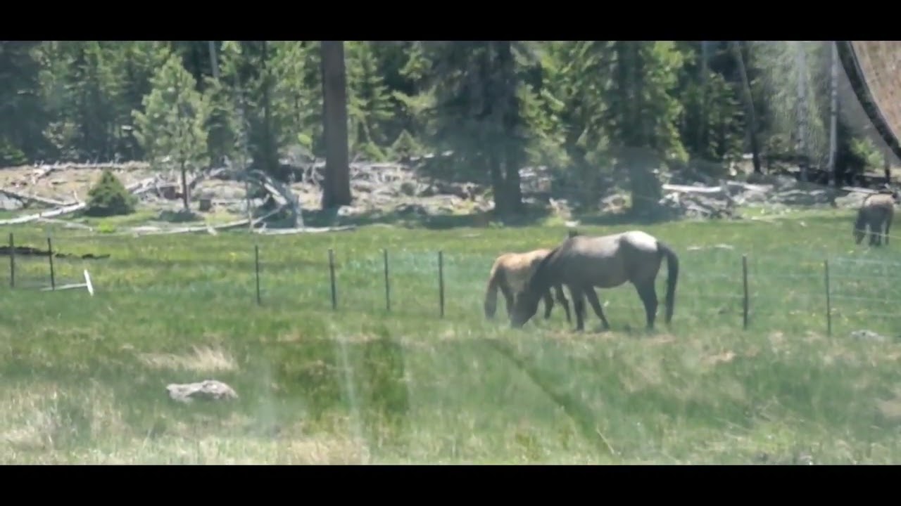 I saved the band of wild horses from being hit by traffic. Description below.
