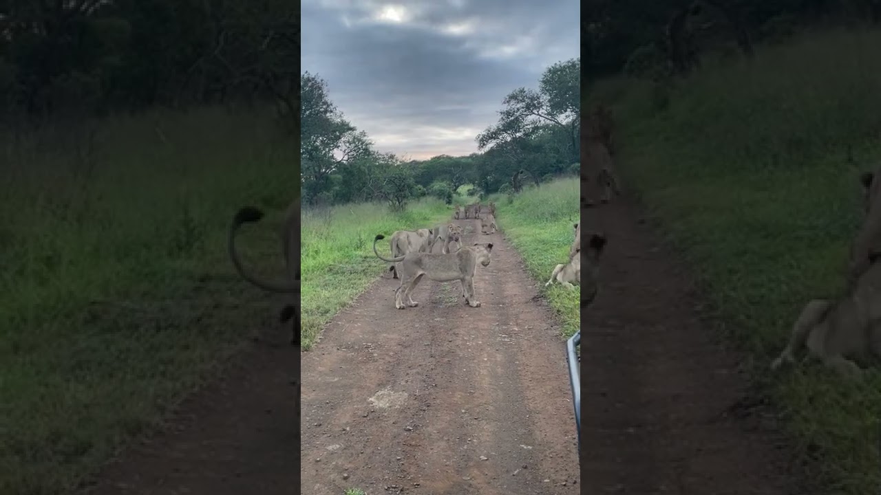 Clash of Two Prides stopped by 1/2 Dominant male Lions at Mavela Game Lodge