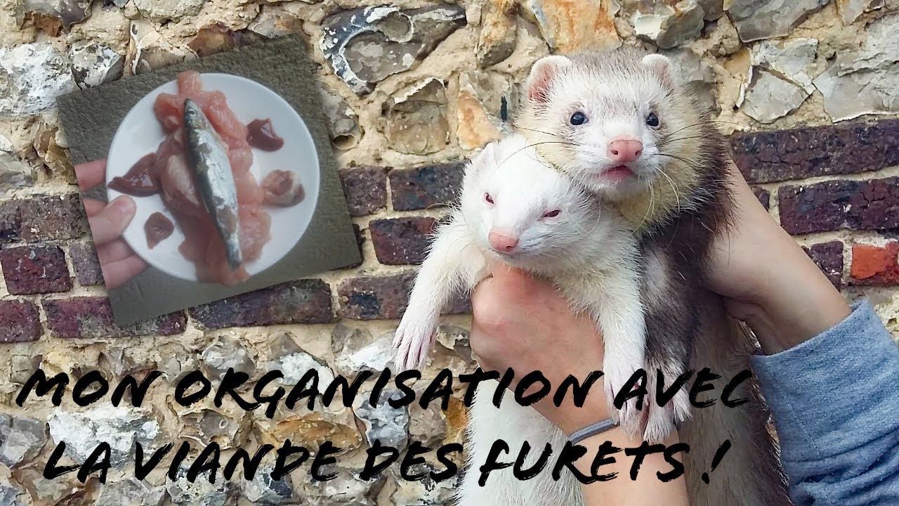 [RC N7] MON ORGANISATION VIANDES DES FURETS !