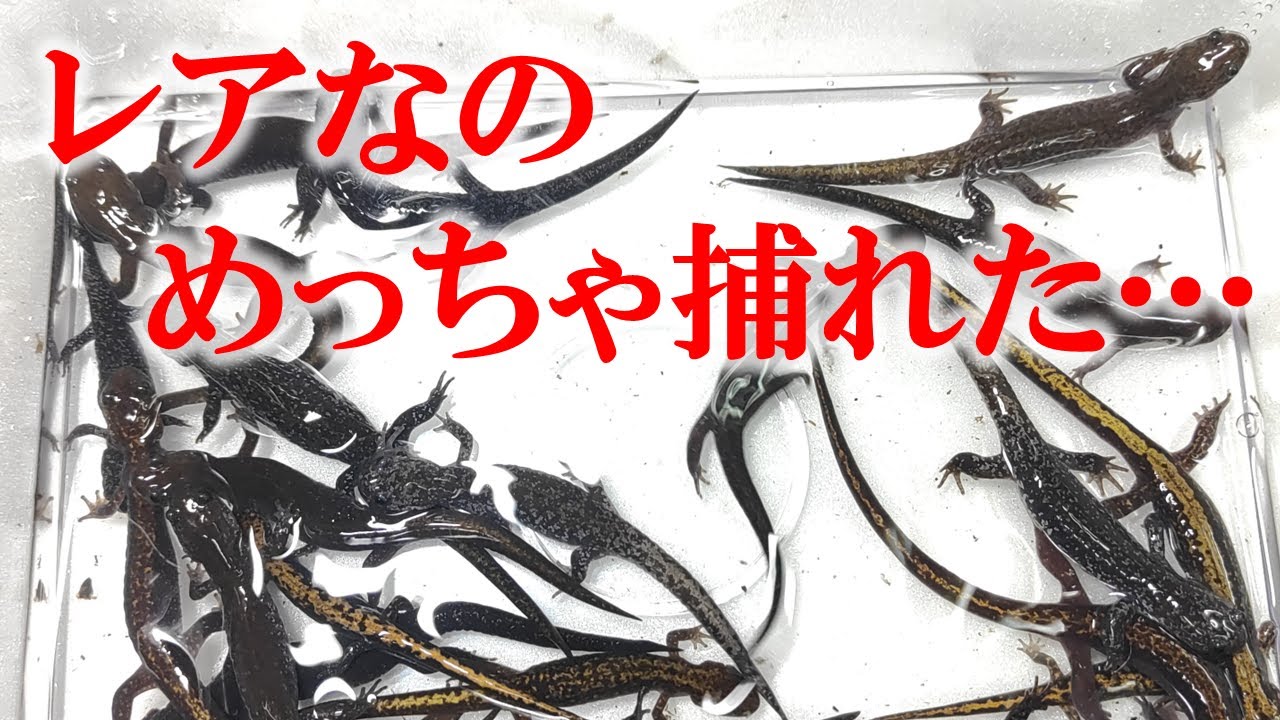 【乱獲厳禁】希少なサンショウウオを次々と捕獲する方法