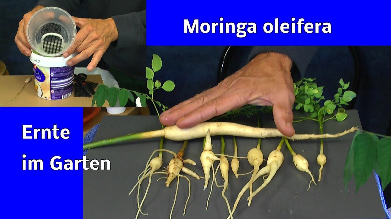 Moringa im Herbst und wie geht es damit weiter. Post ist da. Selbstbewässerung neu ganz einfach