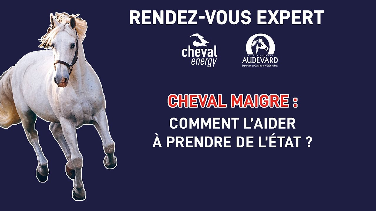 Cheval trop maigre : comment l’aider à prendre de l’état ?