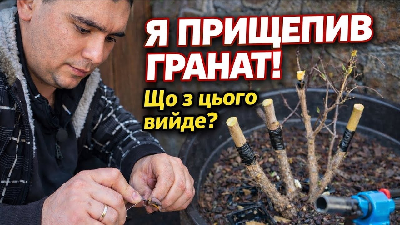 Я ПРИЩЕПИВ ГРАНАТ! 😳 Що з цього вийде? | Pomegranate Grafting Experiment