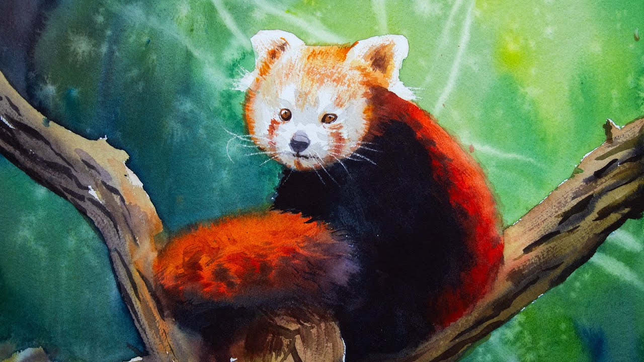 Watercolor Live - how to paint a Red Panda