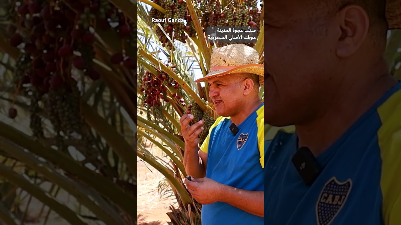 عجوة المدينة في مزارع النخيل في ليبيا 🌴🇸🇦🇱🇾