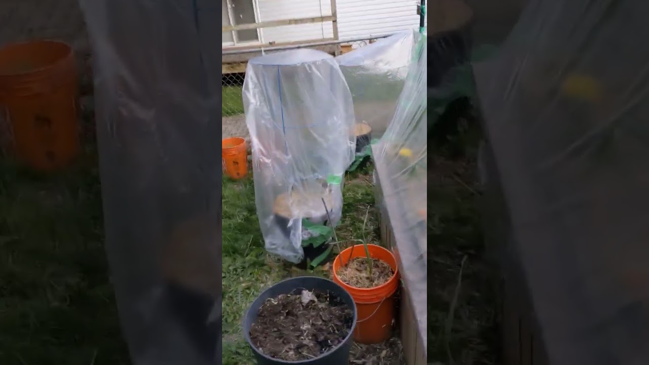 Protect your plant from frost #gardening #garden #spring #frost #tomatoes #peppers