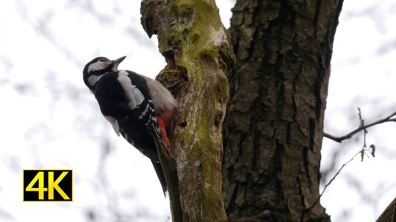 Buntspecht beim Trommeln (drumming great spotted woodpecker) 4K
