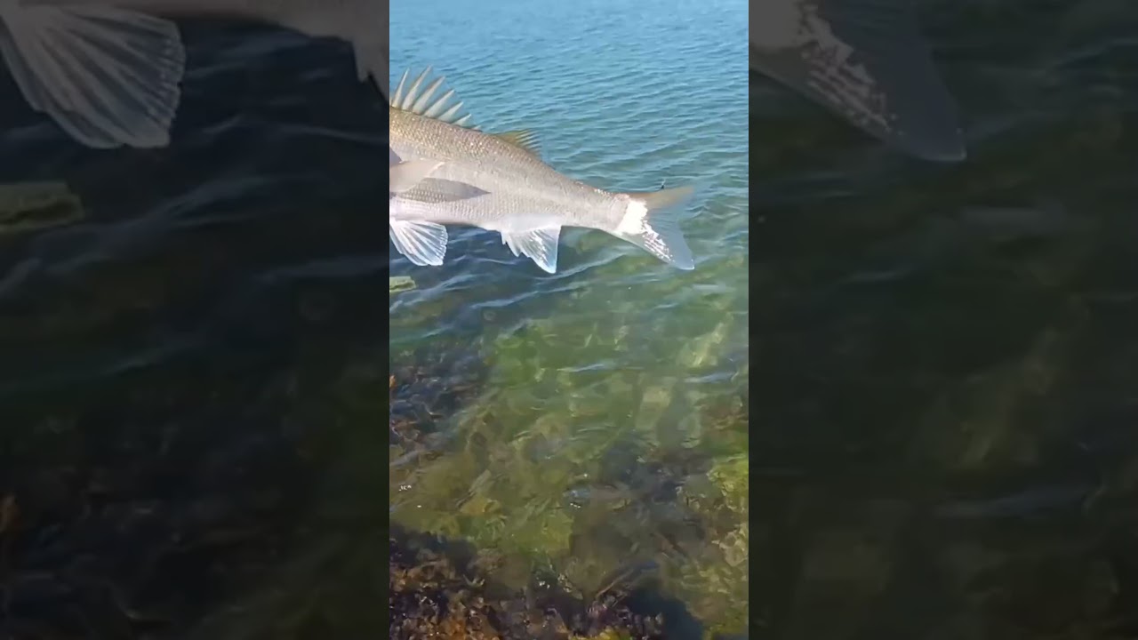 jolie bar #bass #fish #fishing #poisson #lure #nature #peche #trout #leurre #rivi&egrave;re #bar #pike