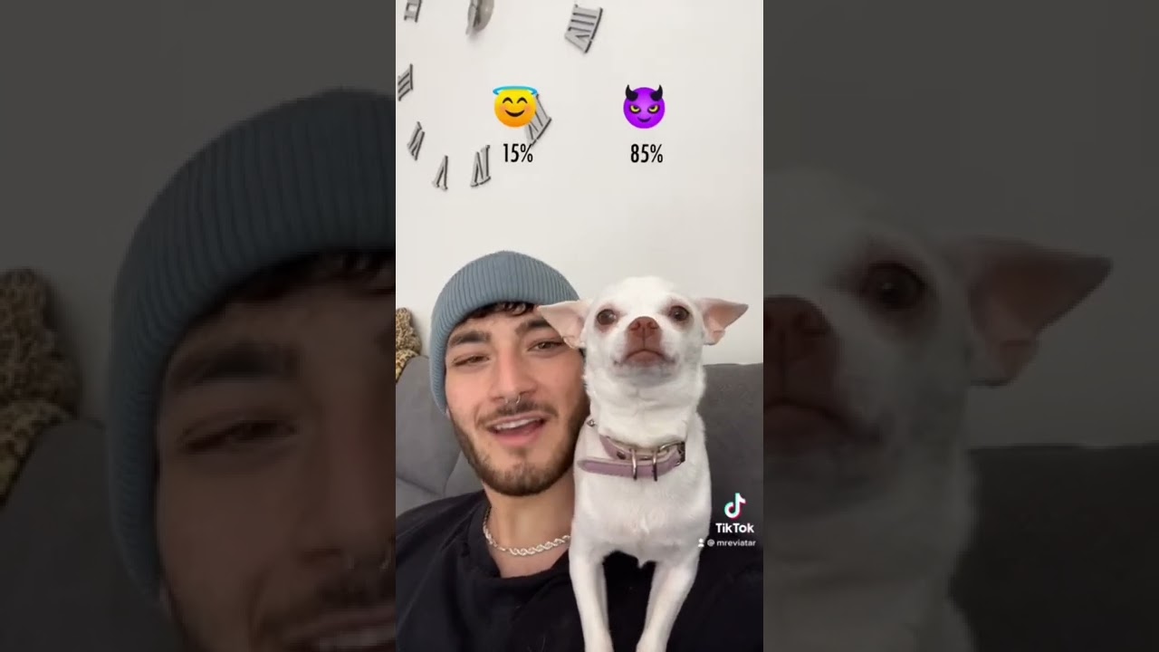 Chihuahuas are such a surprising breed😂