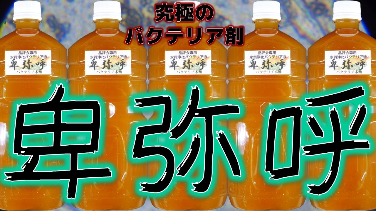 【バクテリア】かつてのサムライ達と比べて群を抜く品質。これでコンプリートだぜ！そして、サムライRは結局どうだったのか？バクテリア本舗 卑弥呼【ふぶきテトラ】