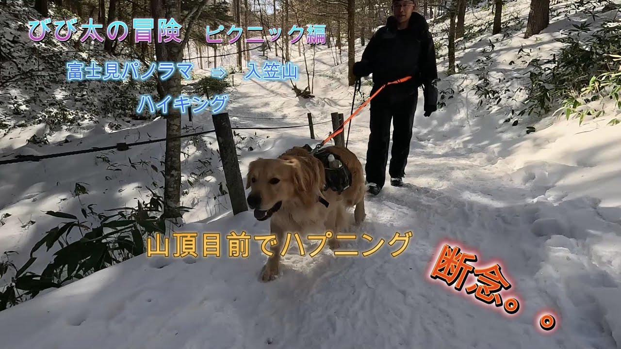びび太（犬）の冒険　ハイキング編　富士見パノラマ→入笠山　26.01.31