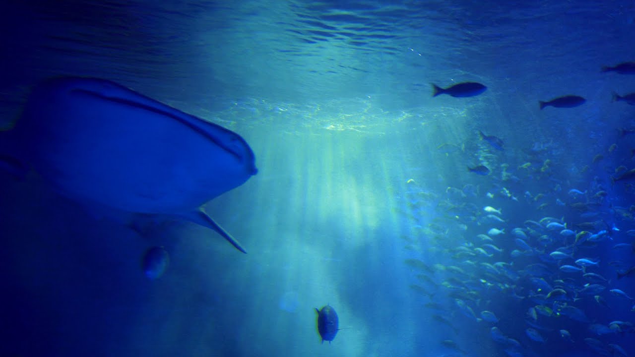 のとじま水族館 - のとつづり