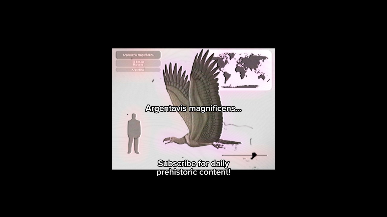 The biggest Bird to ever live was HOW BIG?? #argentavis #extinct #bird