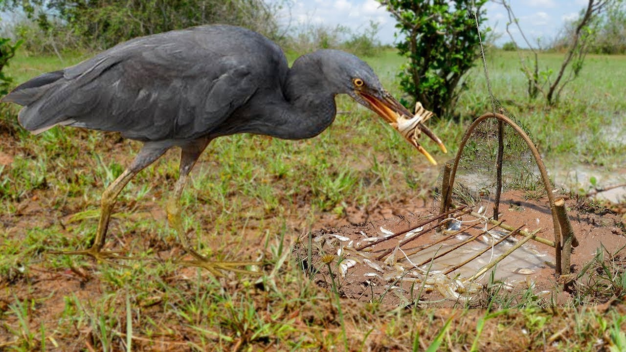 Tecnología de trampa para pájaros: la mejor trampa para pájaros con CAR (atrapar y soltar)