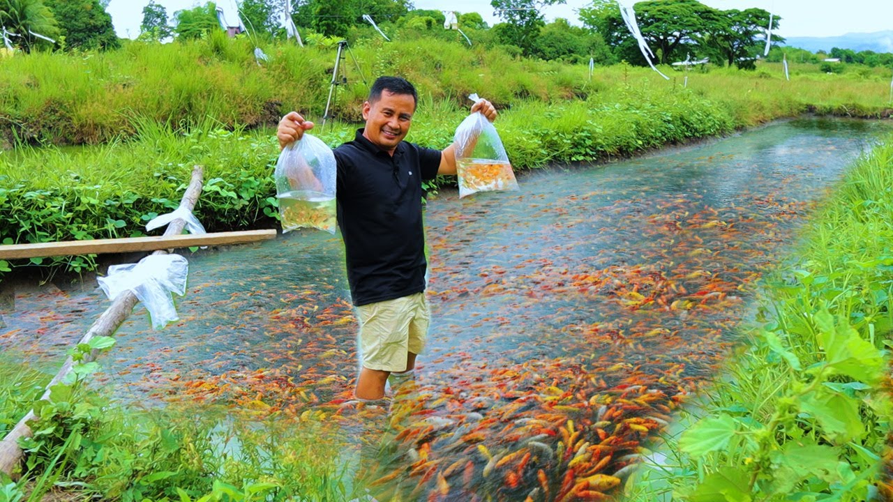 FISH FARMING(Harvesting & Transferring)-Thousands of GOLDFISH FRY transfer to a bigger grow-out tank
