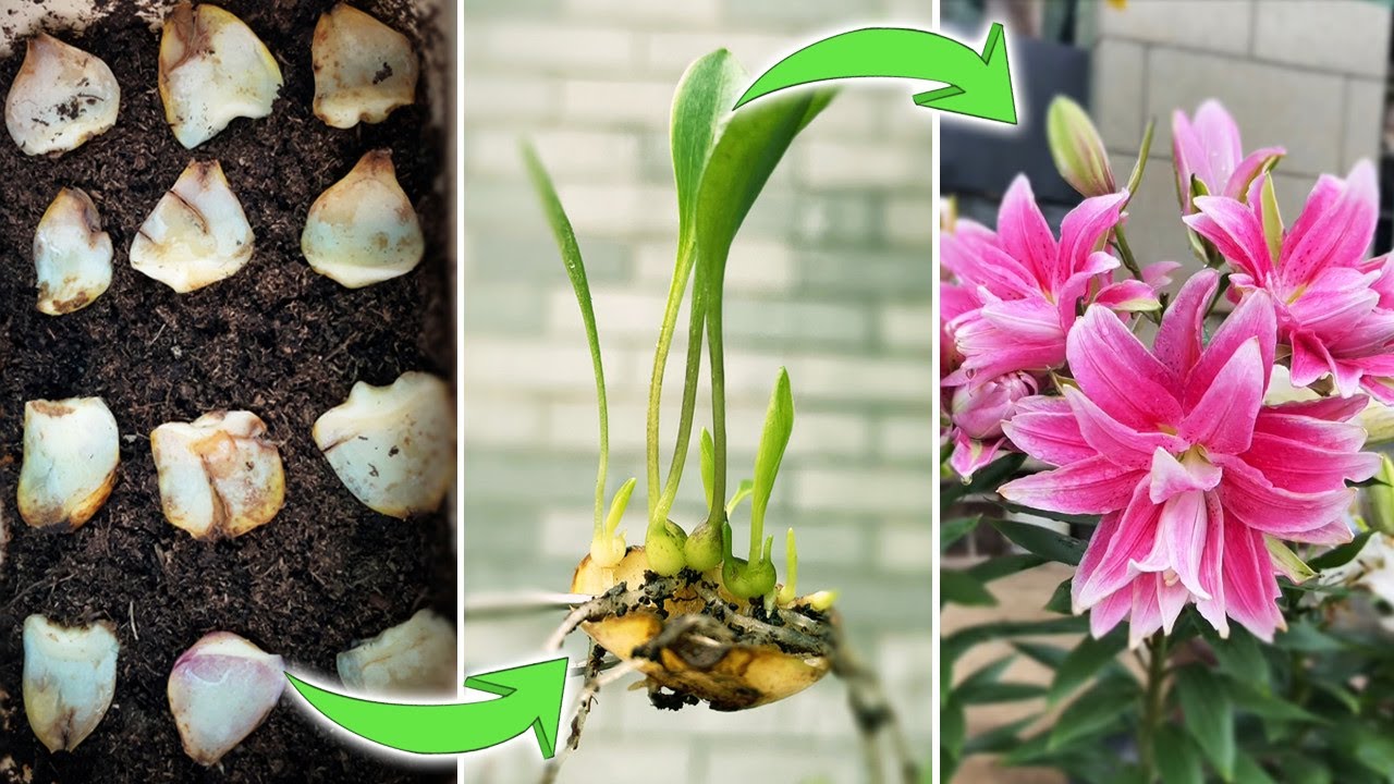 How to Propagate Lily | Multiply Lilies from Bulb Scales