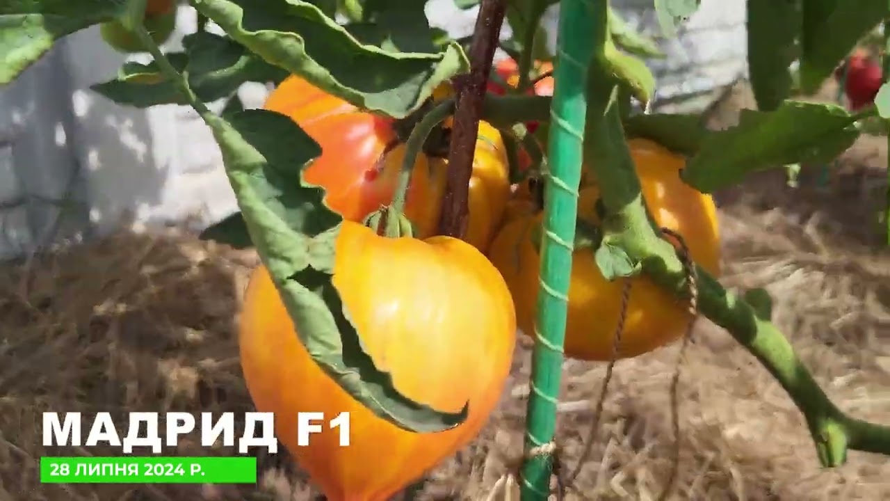 Високорослий томат Мадрид F1: розміри плодів, врожайність станом на кінець липня (кущ в два стебла)