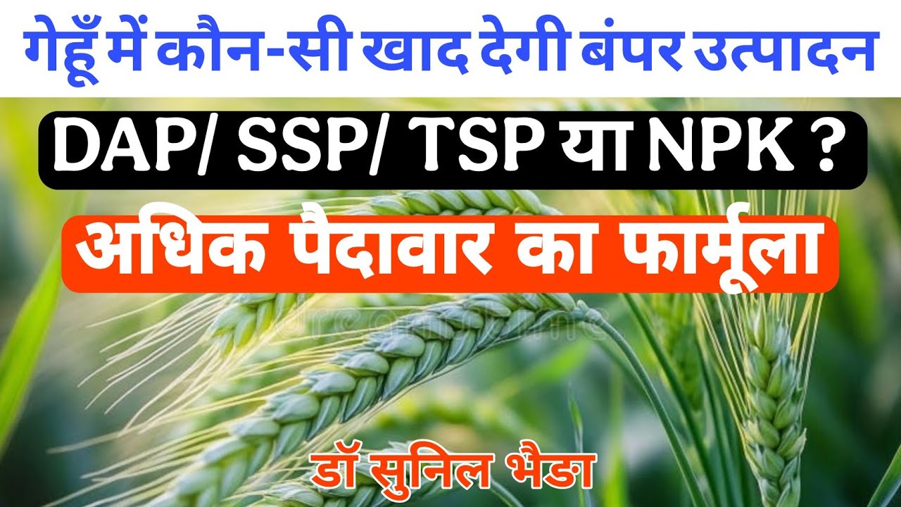 DAP या SSP या NPK ? गेहूँ में कौन सी खाद देगी बंपर उत्पादन 💥 | पूरा फार्मूला जानिए