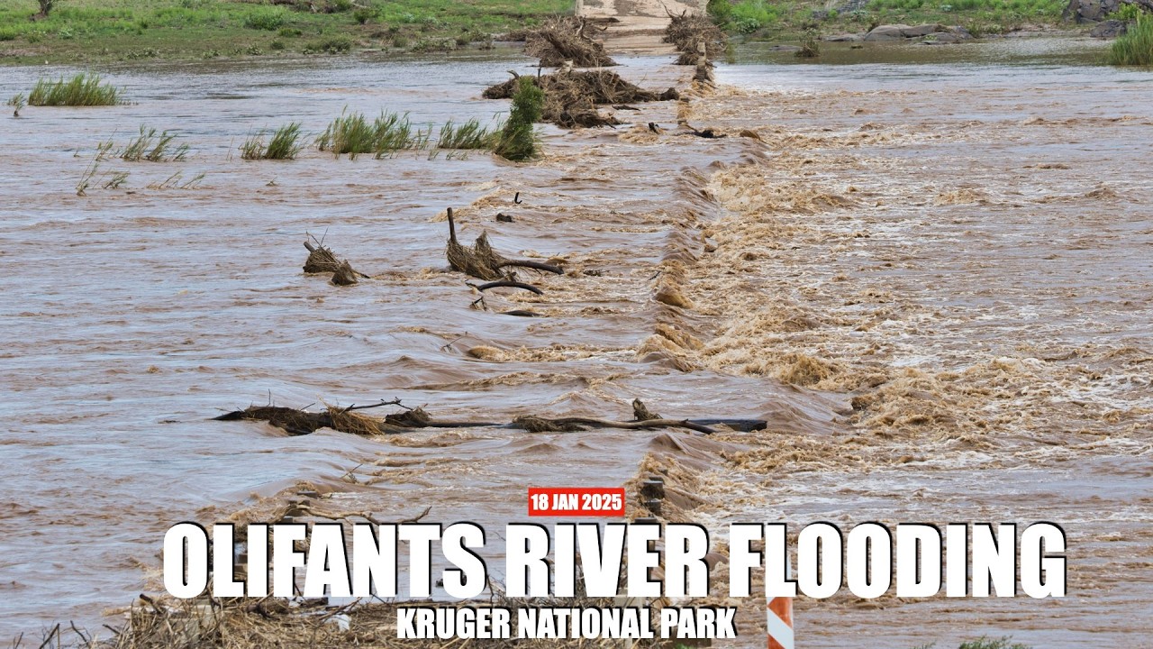 Olifants River Floods Kruger’s Balule Low Water Bridge – Closed Due to Overflow!
