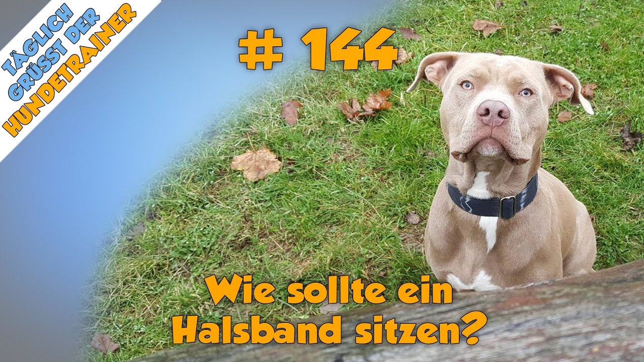 TGH 144 - Wie sollte ein Halsband sitzen? - Hundeschule Stadtfelle