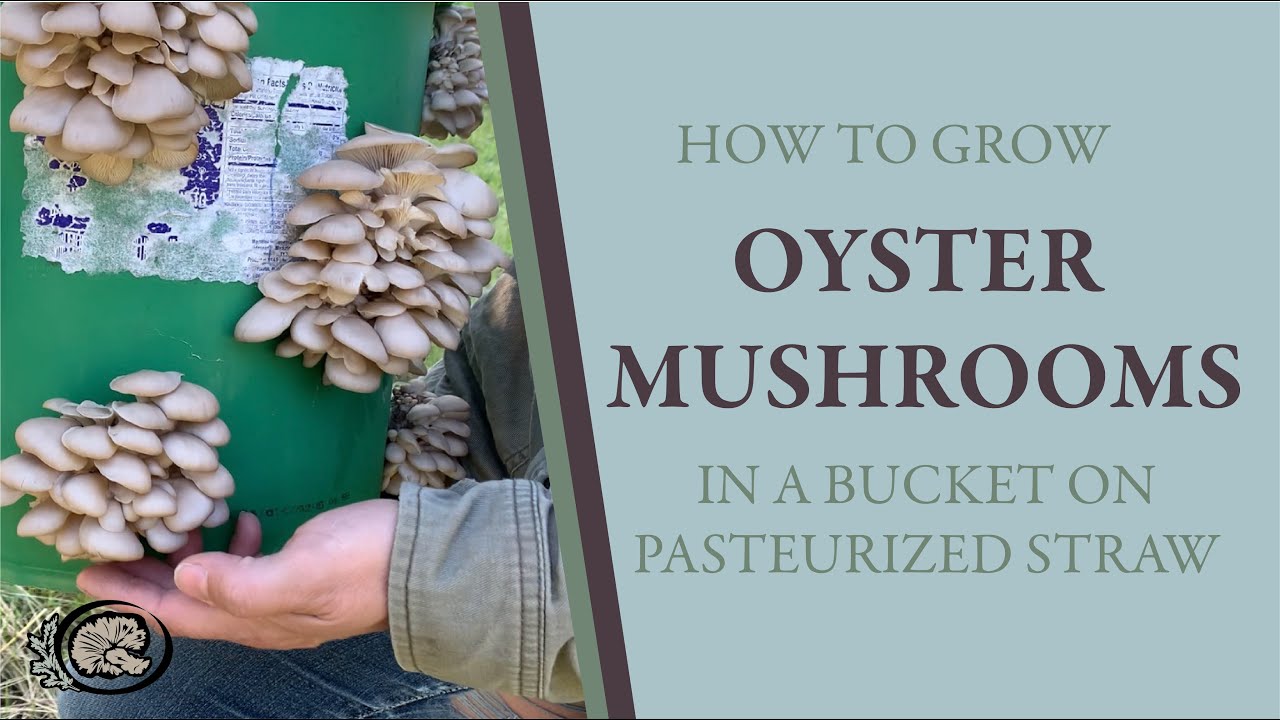 Growing Oyster Mushrooms in a Bucket: How to use a bucket and pasteurized straw to grow mushrooms.