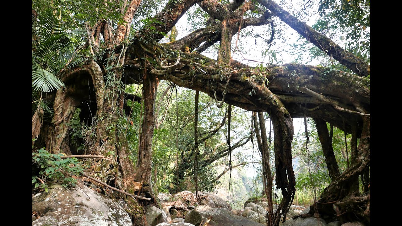 Living Root Bridges and other Structures - Engineering and Design Overview