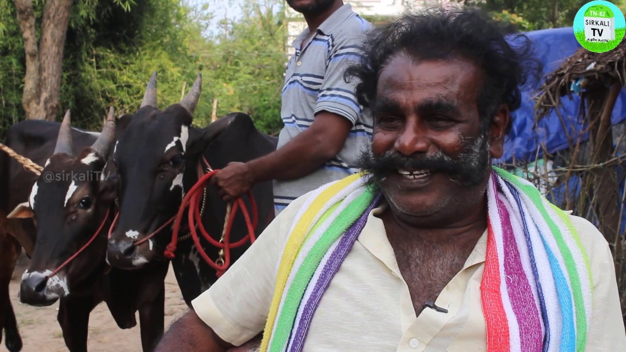 உம்பளச்சேரி இனமாடுகளை ரேக்ளாவுக்கு தயார் செய்யும் முறை | How to train Umbalacheri Cows for Reklarace