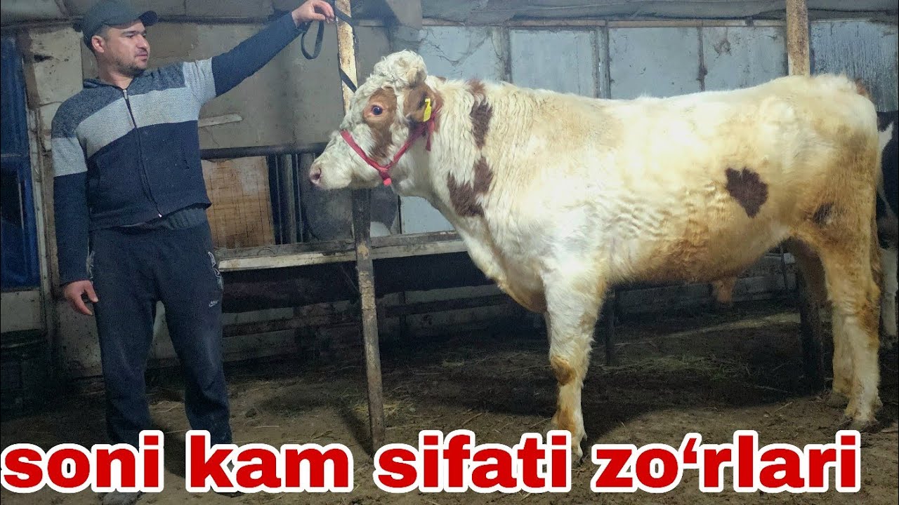 Ahadjon ukamizdan yangi partiya bo‘g‘oz g'unajinlar va smental buqa.9-mart,2026