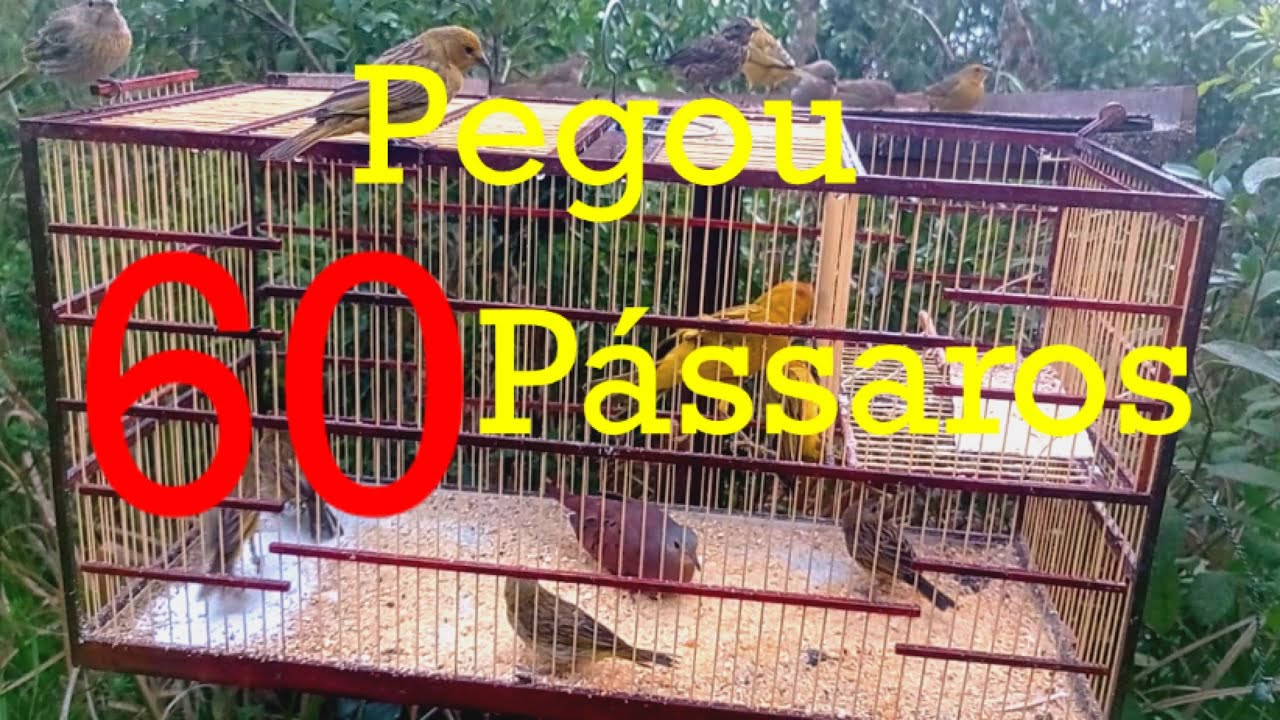 Armadilha da gaiola automática,pegou 60 pássaros “clapnet”