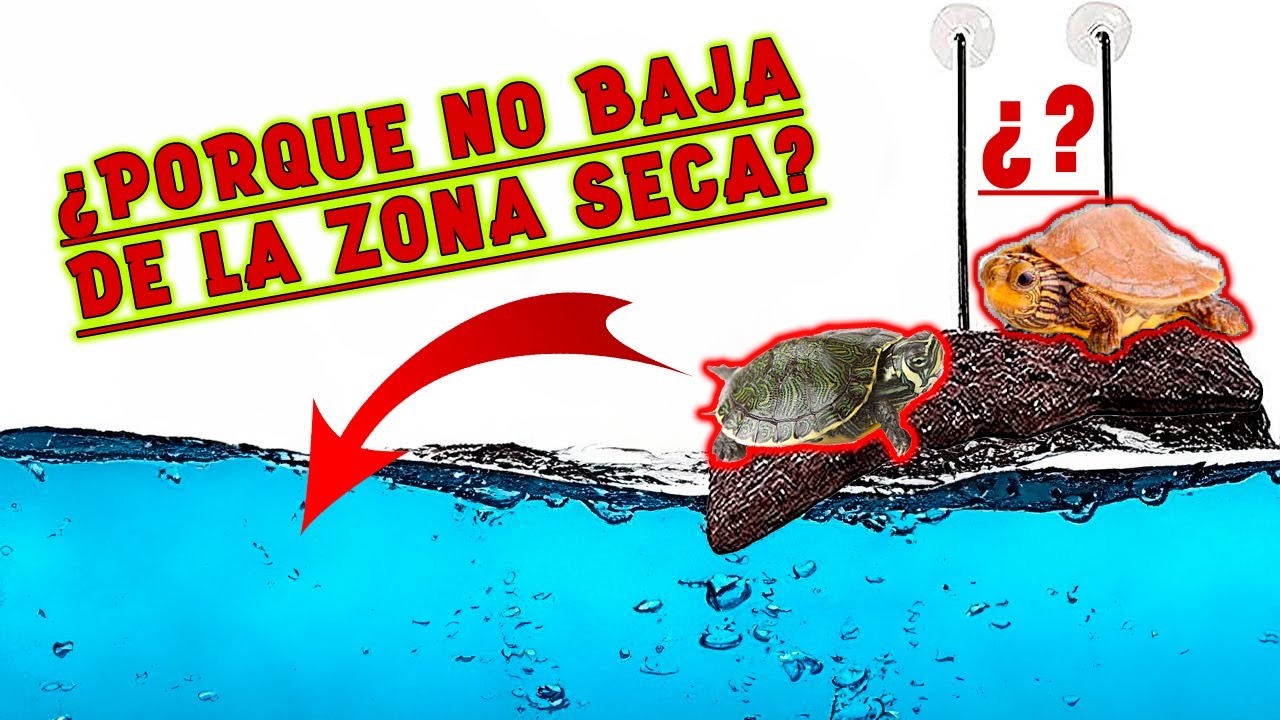 10 MOTIVOS POR LOS QUE TU TORTUGA NO BAJA DE LA ZONA SECA