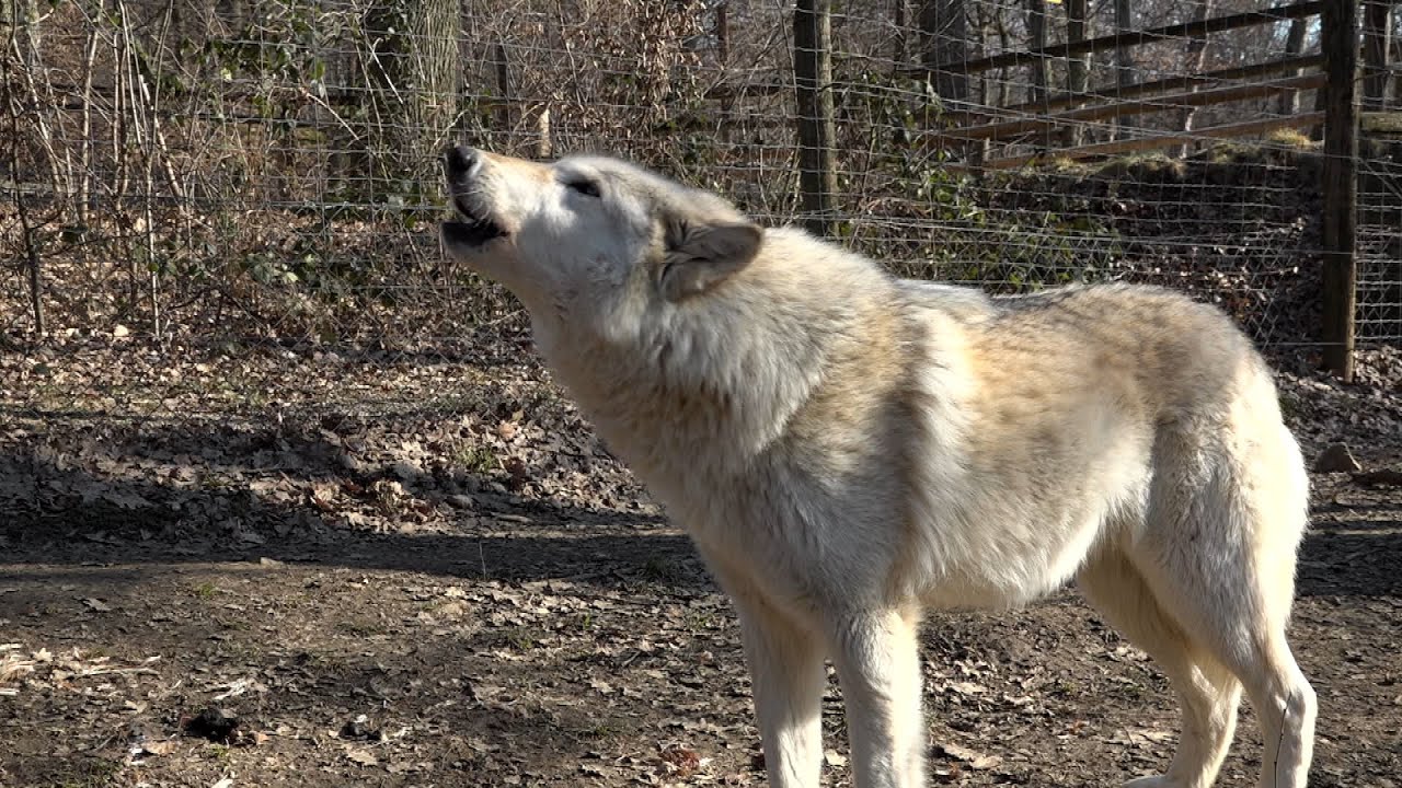 Wolf Science Center in Ernstbrunn