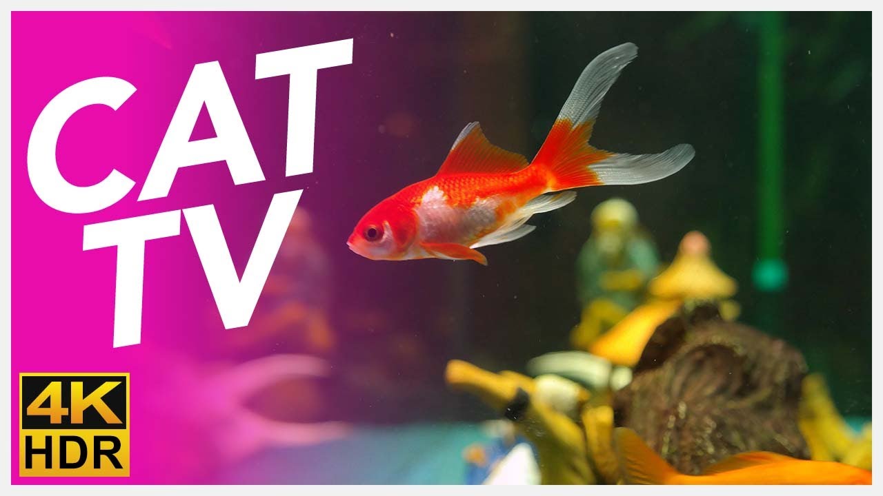 CAT TV 📺 - Fish Video for Cats to Watch! 🐟 Underwater Swimming Special!