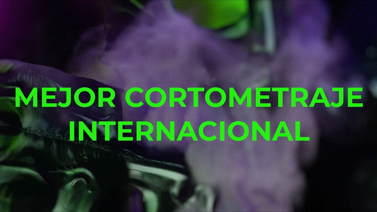 SHFF 2024 -  MEJOR CORTO INTERNACIONAL