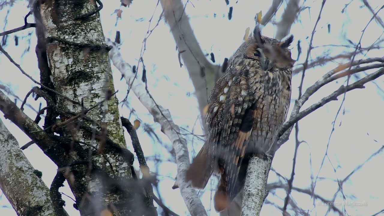 Dormitorio di Gufo comune (Asio otus) - Long-Eared Owl (Asio otus) roost