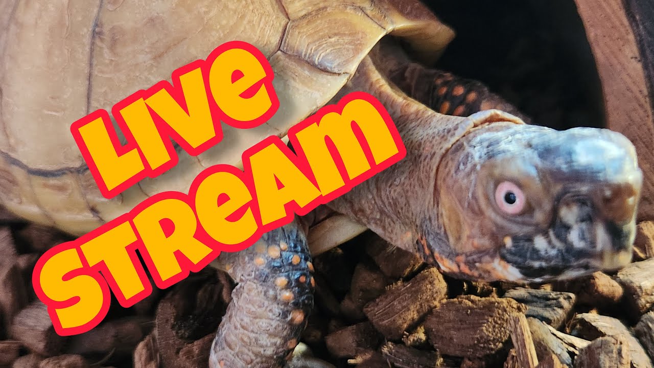 Turtle-Vision (Beard and Goldie)