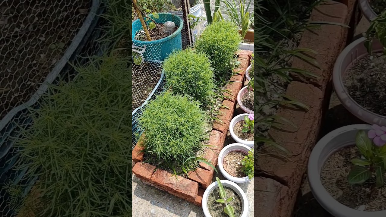 Care of kochia plant#how to care kochia plant#Annual glass plant care