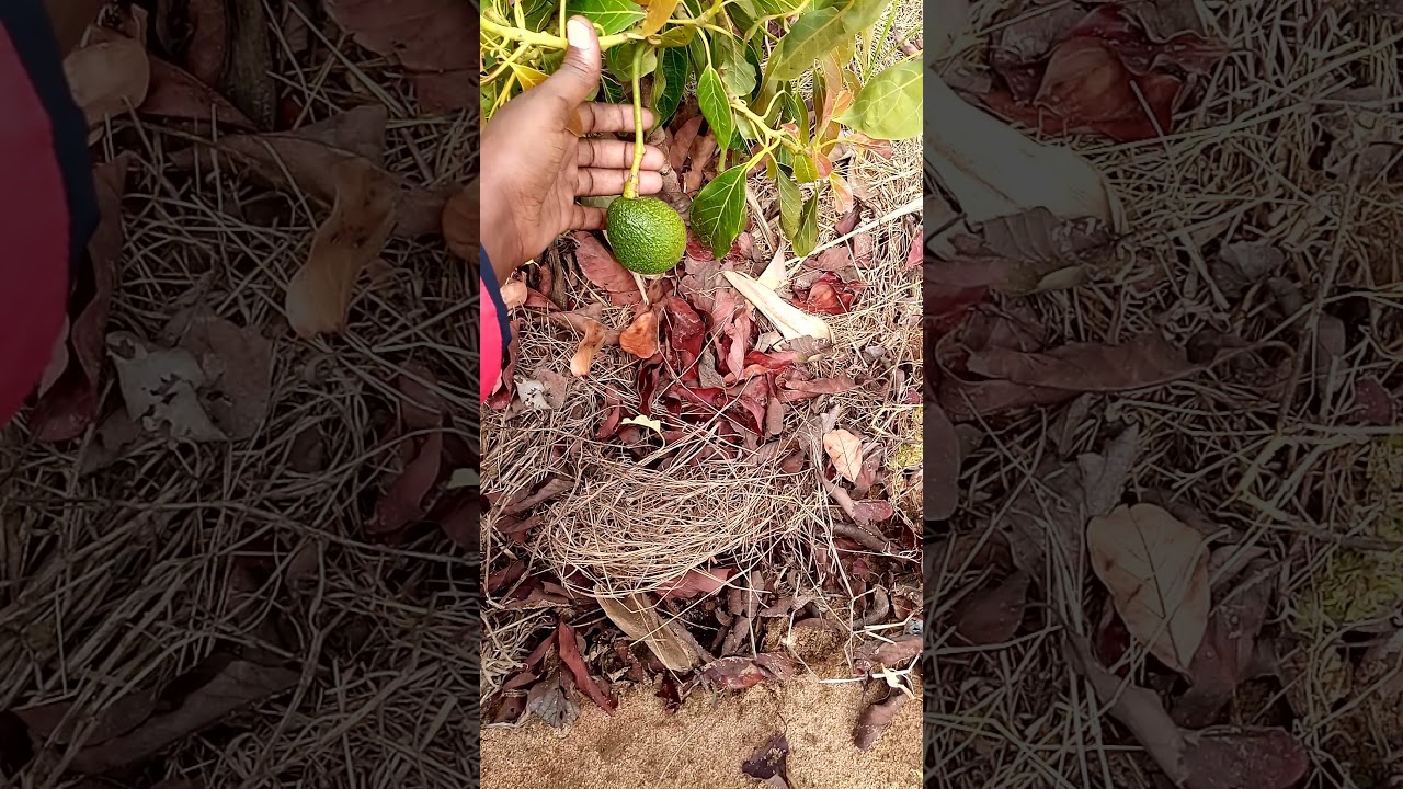 Siri ya Miche inayozaa ndani ya mwaka mmoja-sehemu ya 2