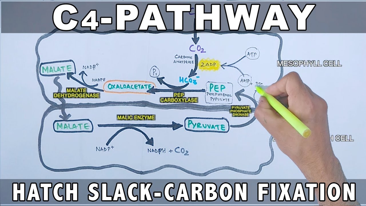 C4 Pathway Carbon Fixation