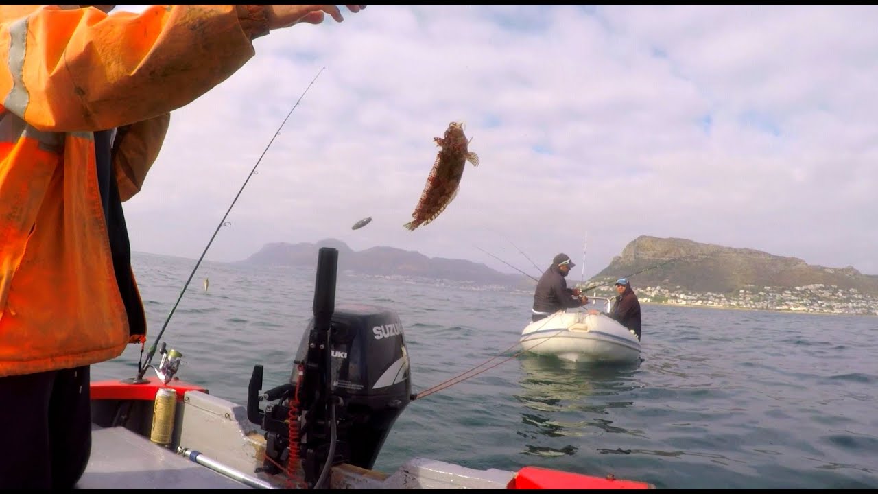 Red Roman and squid catch