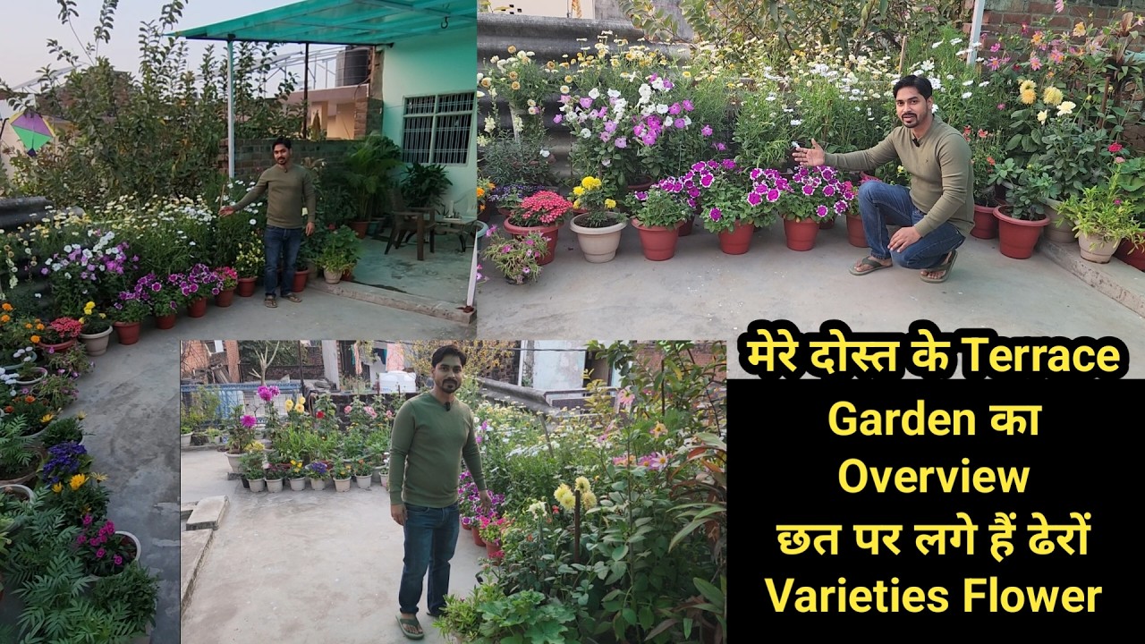 मेरे दोस्त के Terrace Garden का Overview छत पर लगे हैं ढेरों Varieties Flower