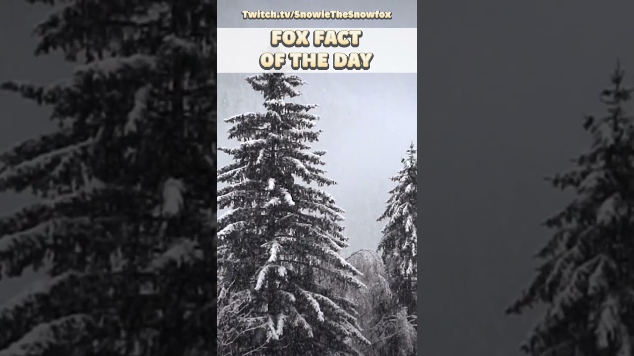 ... NO, I'm on time - Fox Fact of the Day!