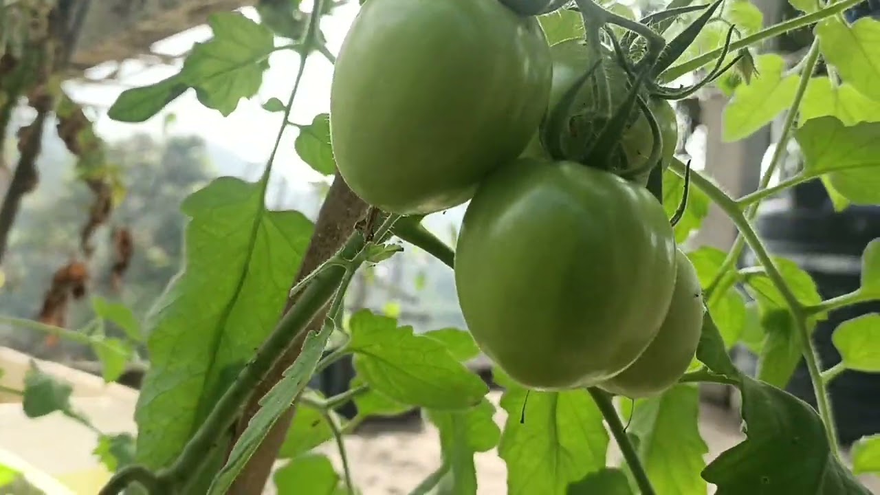 Tomato in chungah tlema zawng kan ching ve.