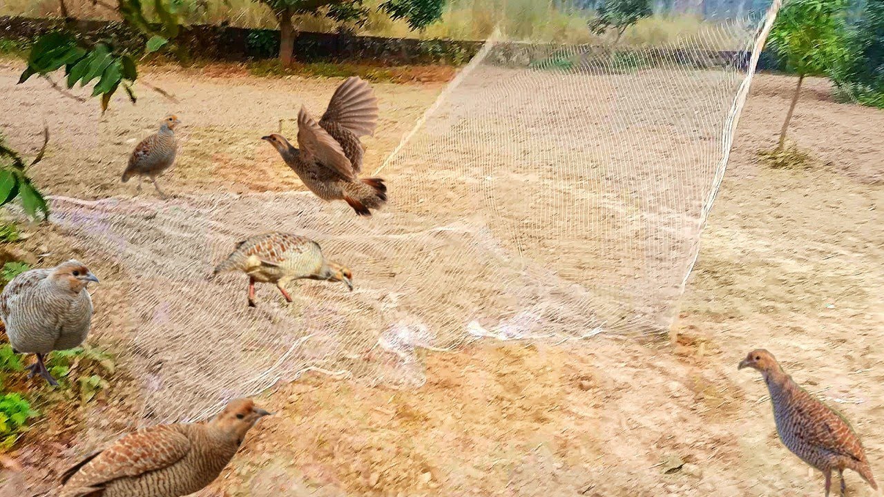 Teeter pakadne ki  new technique 🤪