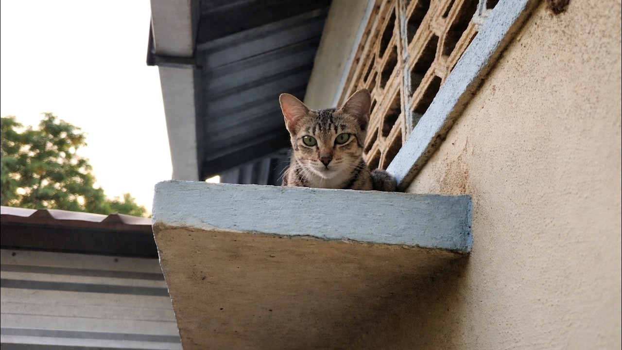 Curious Cat Watching from Above 🐱 | Cute Cat Moments